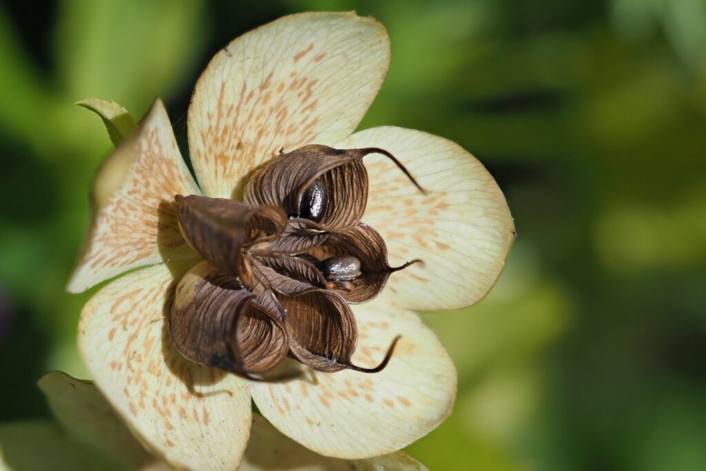 Close-up of helleborus flower