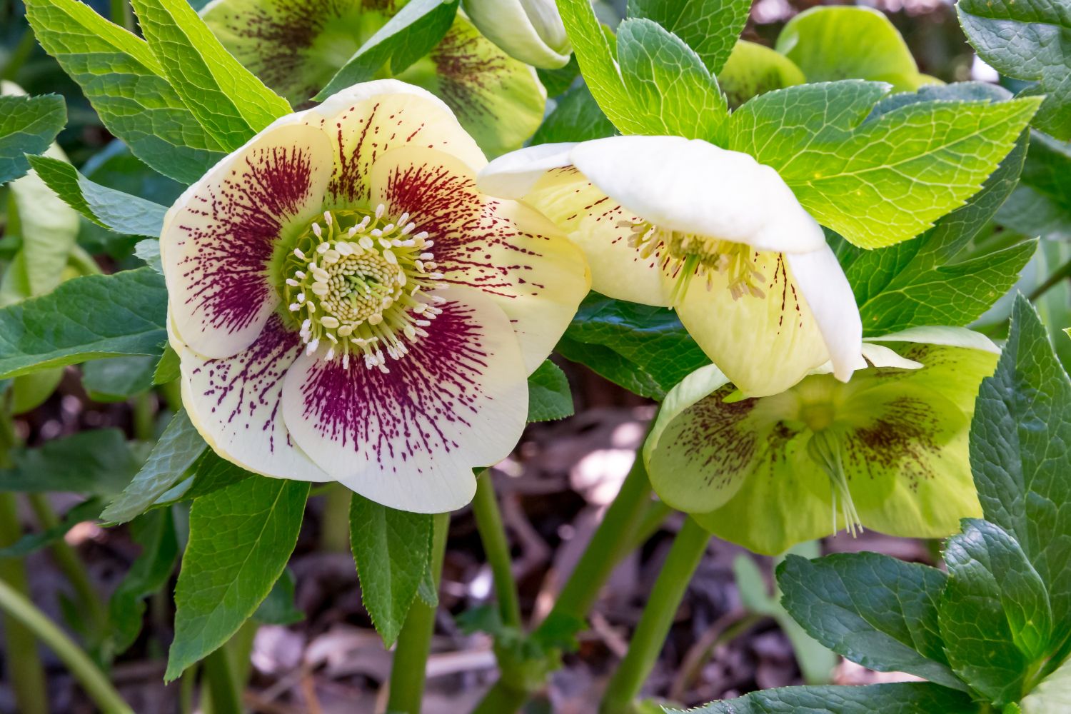 Lenten rose varieties, location & care Plantura