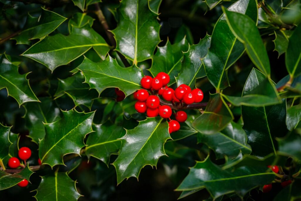 Deep green holly leaves and red holly berries