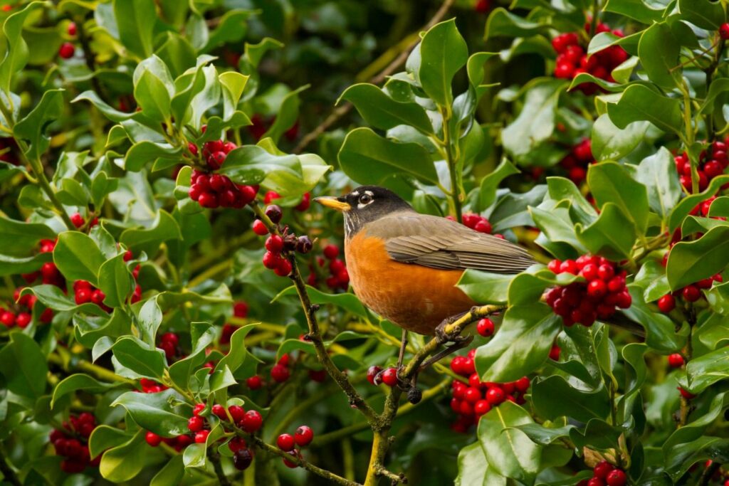 Bird perching in holly bush with red berries