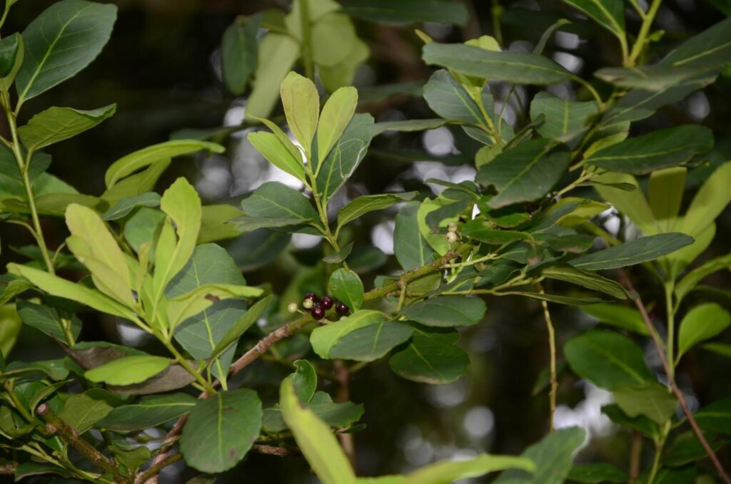 View of Ilex paraguariensis leaves