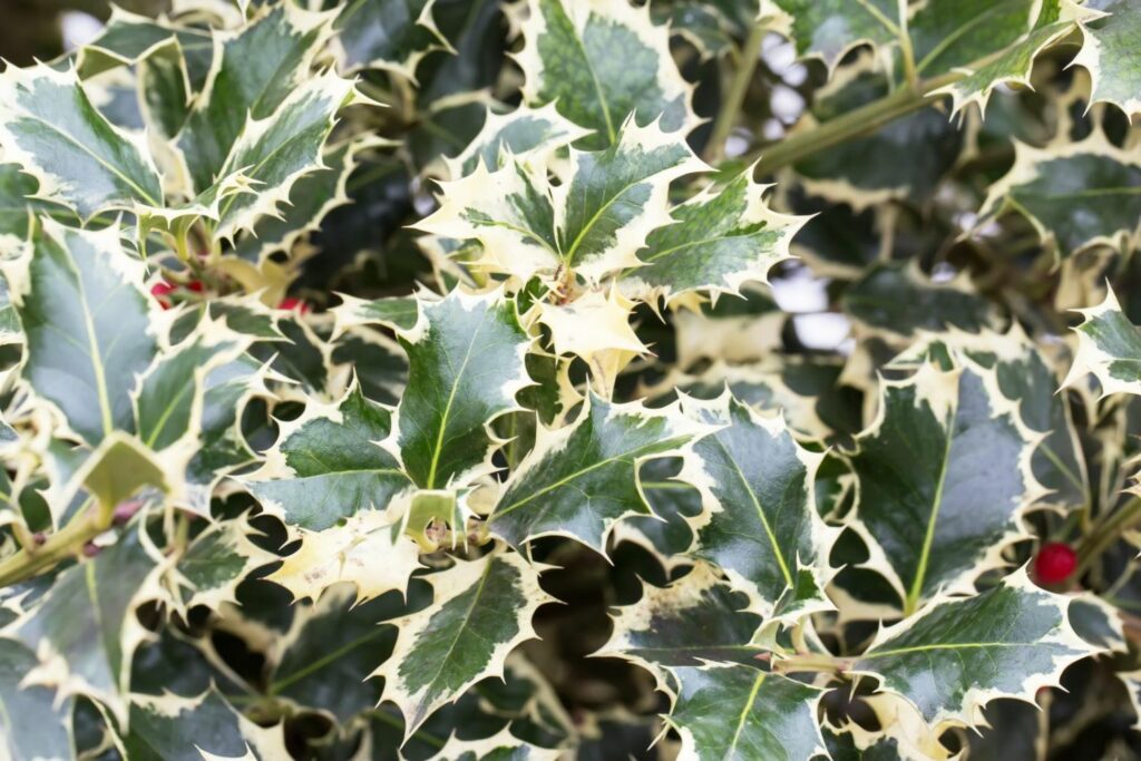 Close-up of variegated leaves of Ilex aquifolium