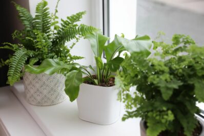 Indoor ferns: the most beautiful ferns for the home