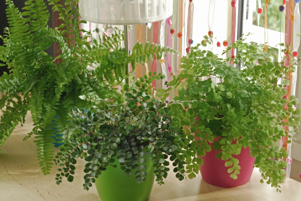 Several indoor ferns as houseplants