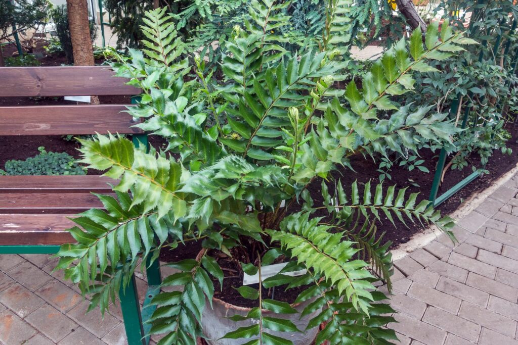 Holly fern outside next to bench