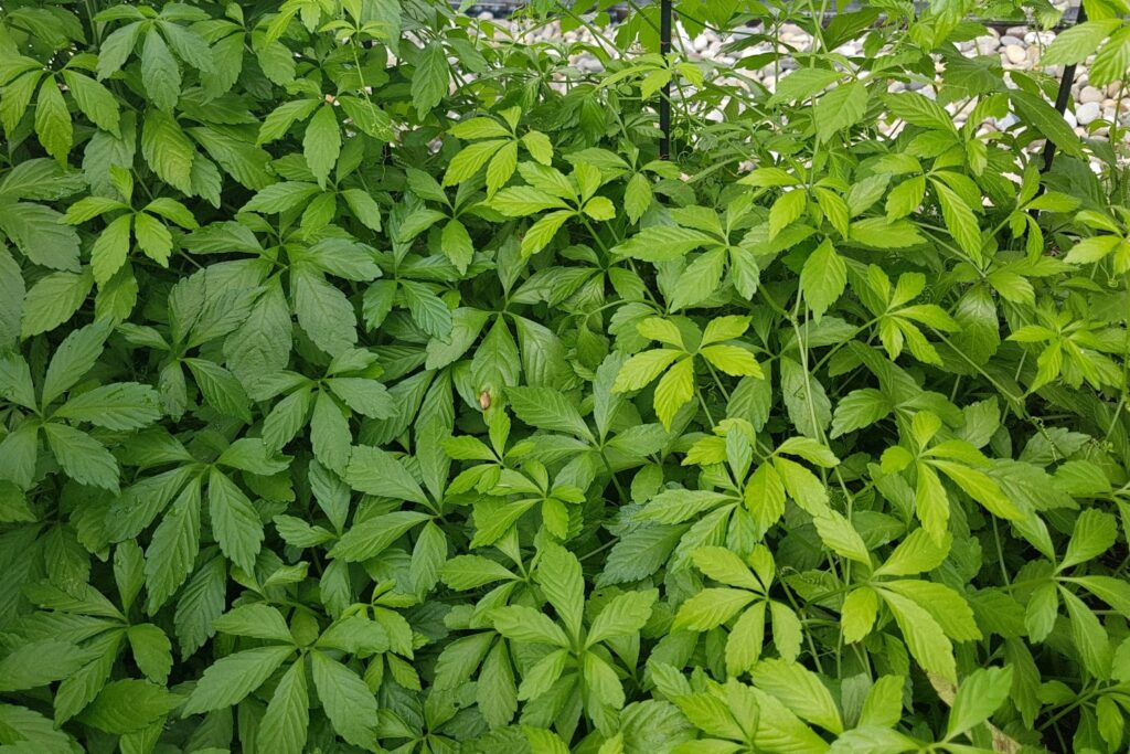 green serrated leaves of jiaogulan