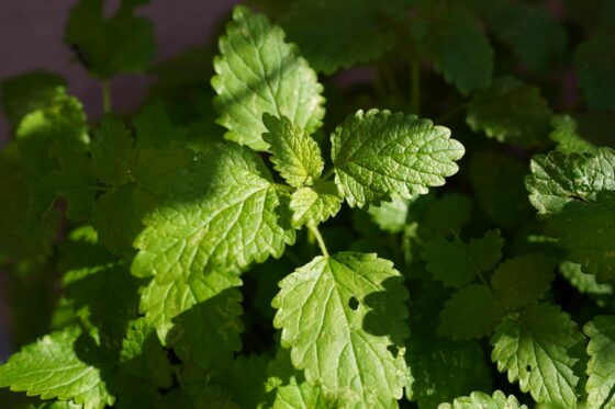 Herbs that grow in partial shade