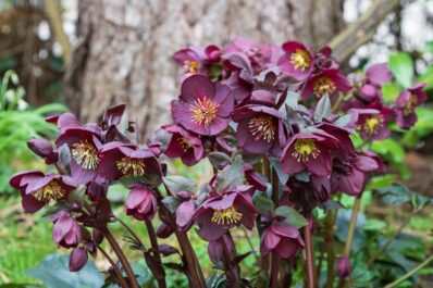 Lenten rose: varieties, location & care of the early bloomer