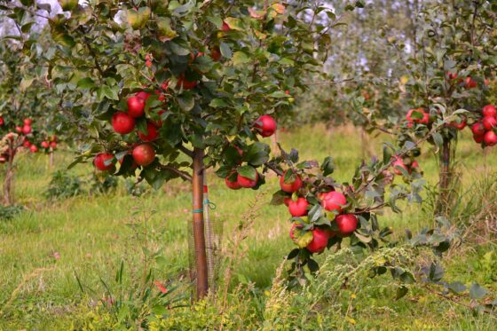 Liberty apple: pollination, taste & uses