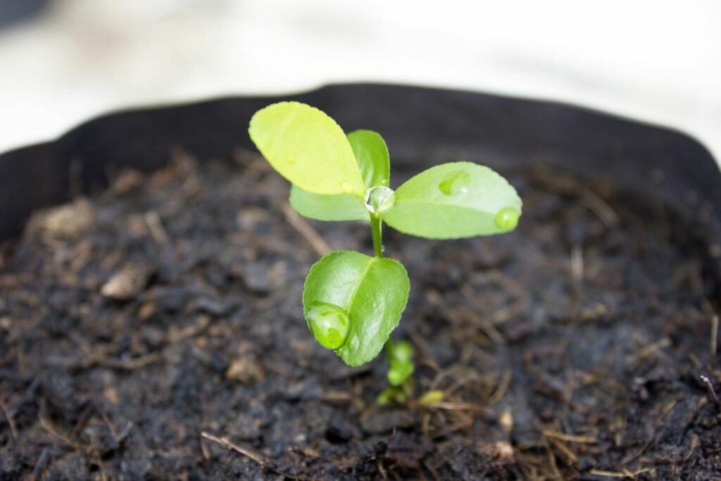 Young lime plant propagated from seed