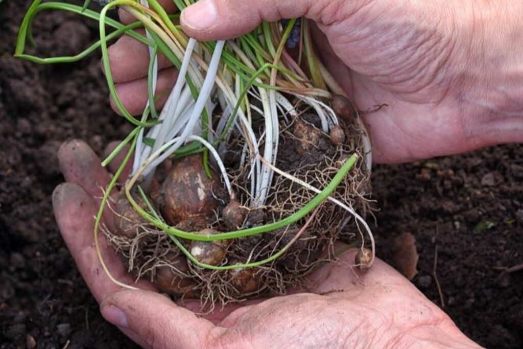 a cluster of muscari bulbs