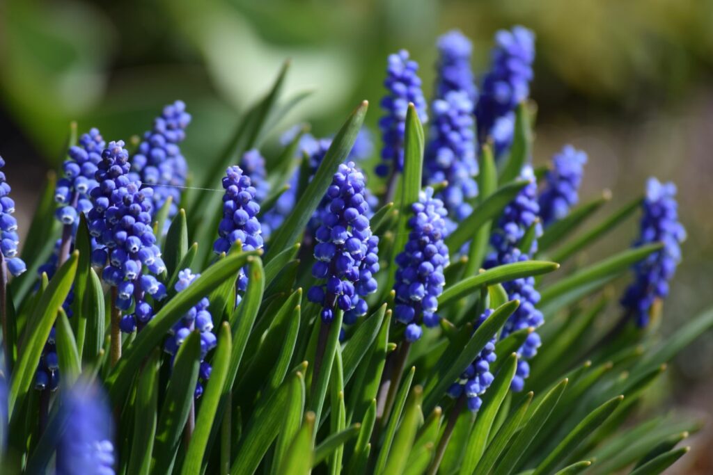 muscari flowers in full bloom