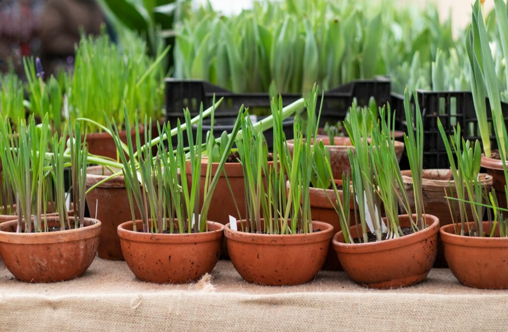 grape hyacinth seedlings in pots