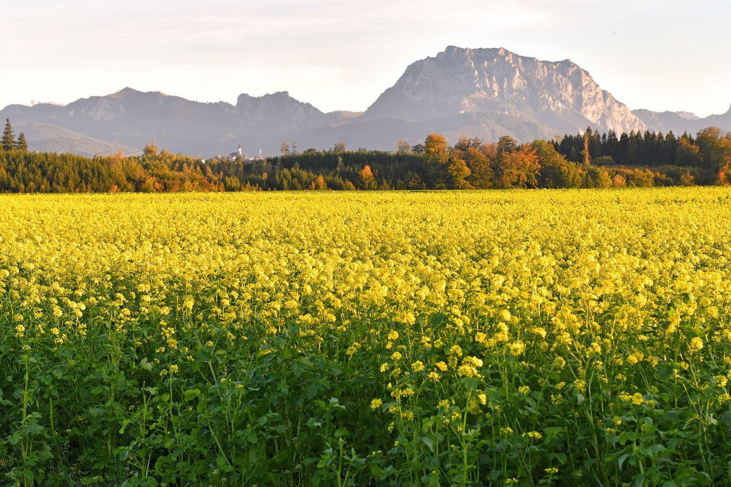 Mustard plant flowers, varieties, care & uses Plantura