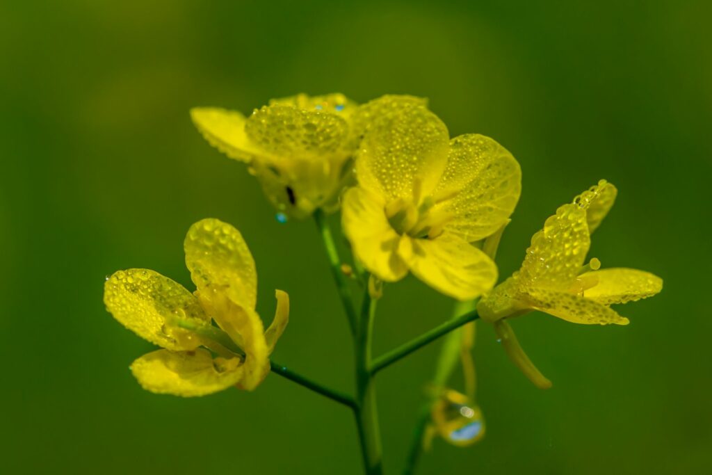 Close-up of mustard flowers