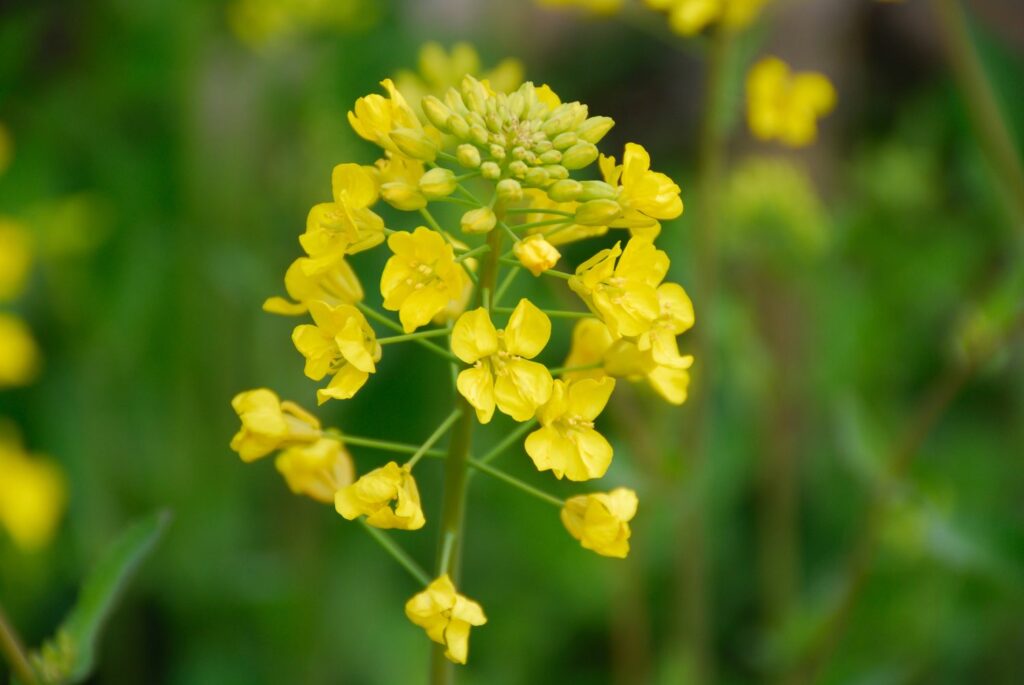 Mustard flowerhead in bloom