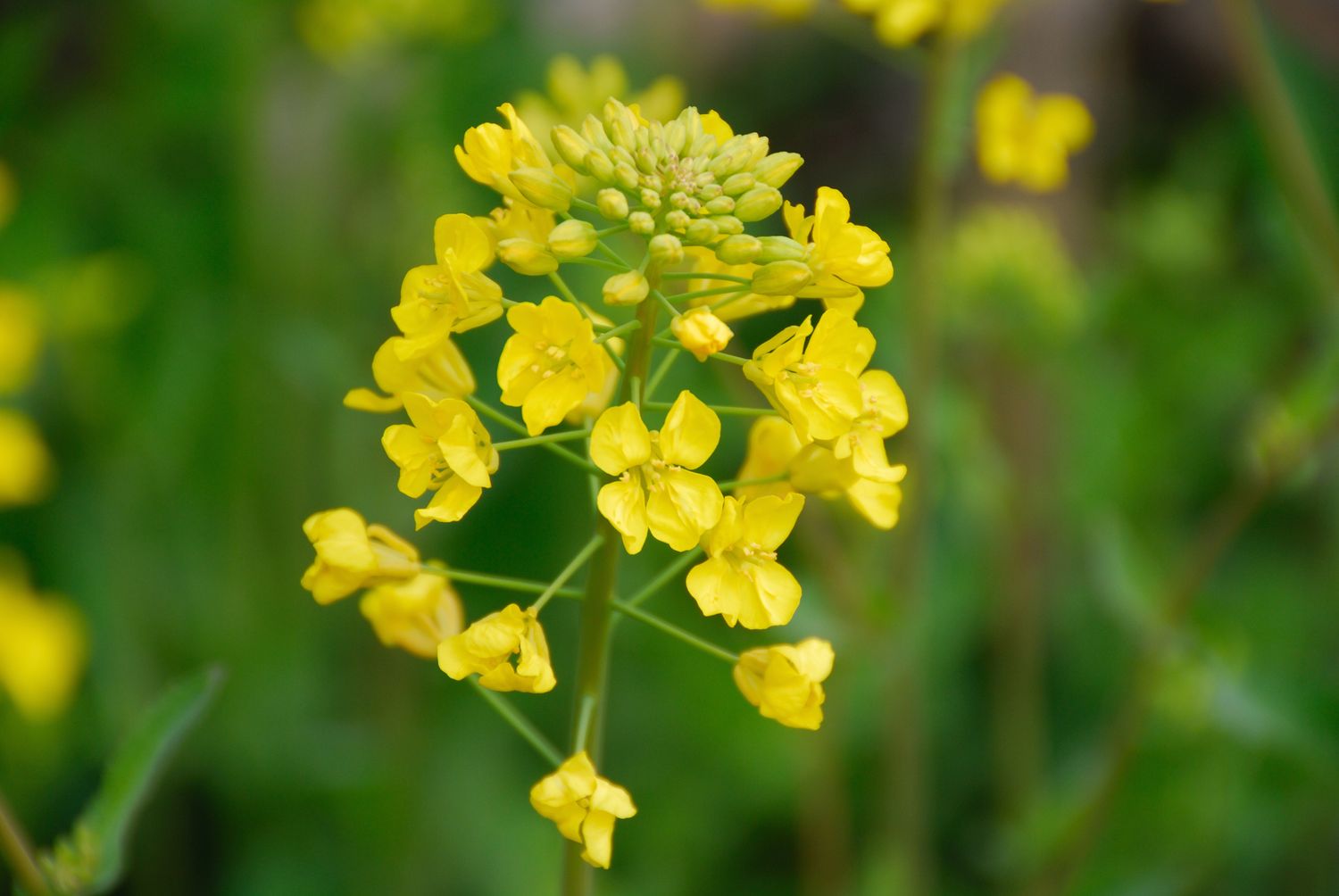 mustard plant: flowers, varieties, care & uses - plantura