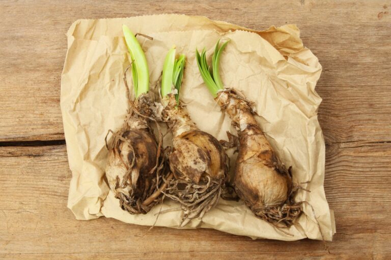 Nerine how to care for & grow Guernsey lilies Plantura