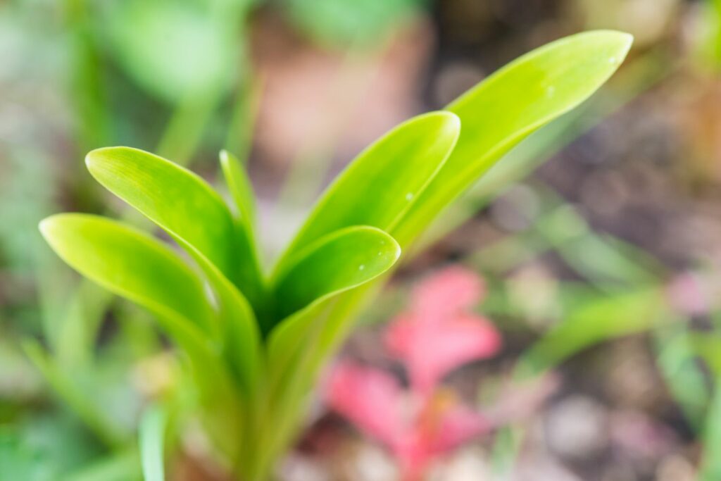 bright green nerine sprout