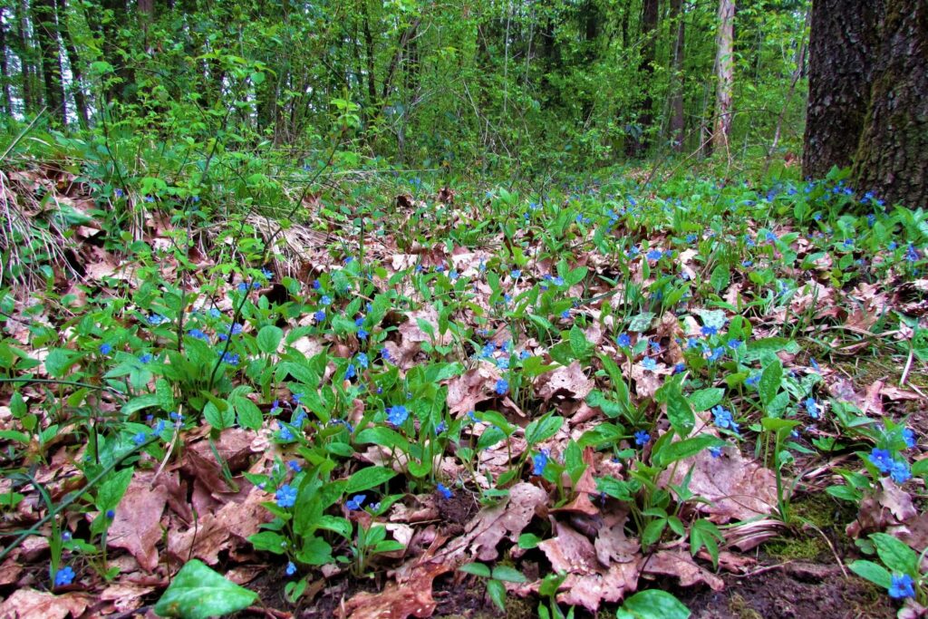 Blue-eyed Mary flowers in woods