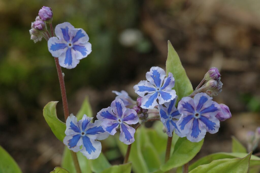 Close-up of white and blue 'Starry eyes' flowers