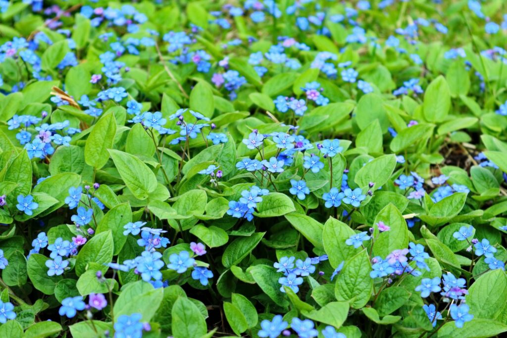 Green Omphalodes leaves with blue flowers