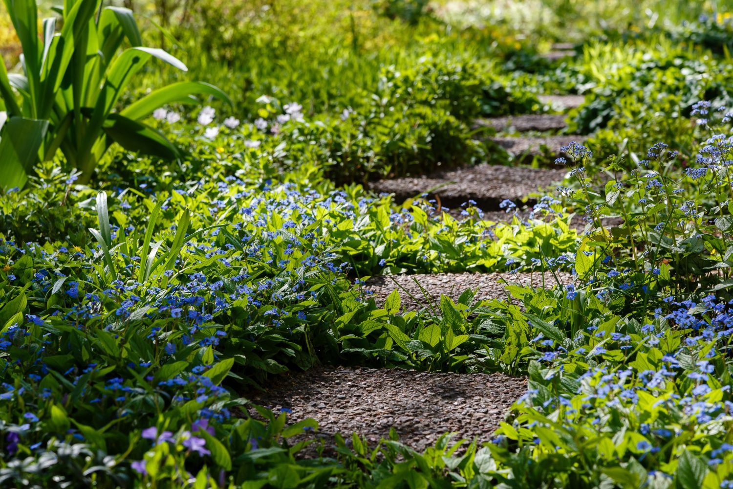 Omphalodes planting care varieties Plantura