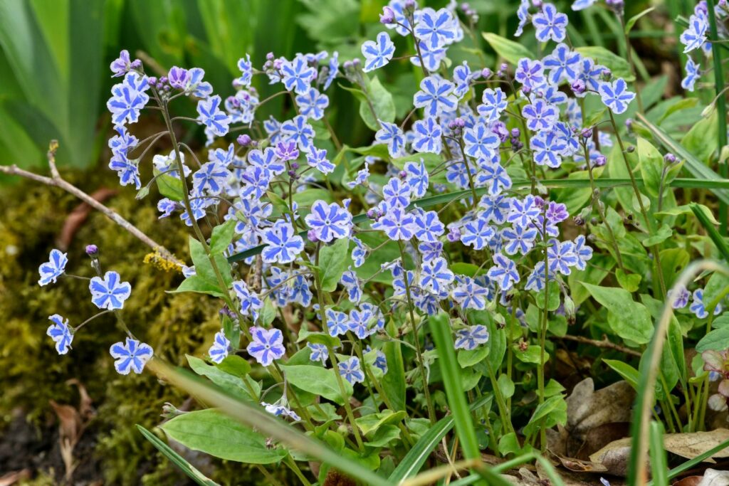 Omphalodes 'Starry eyes' growing in soil