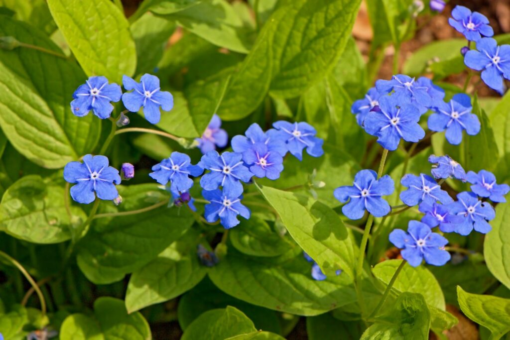 Blue-eyed Mary flowers