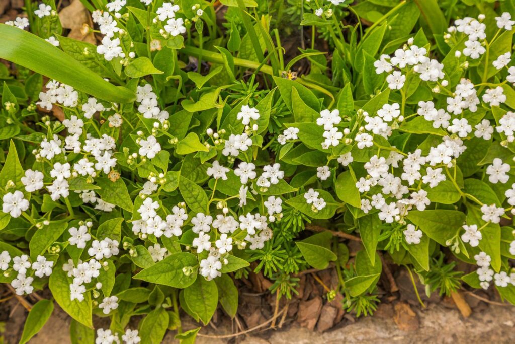 White flowering Omphalodes