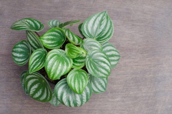 Peperomia: plant care, growing conditions & propagation