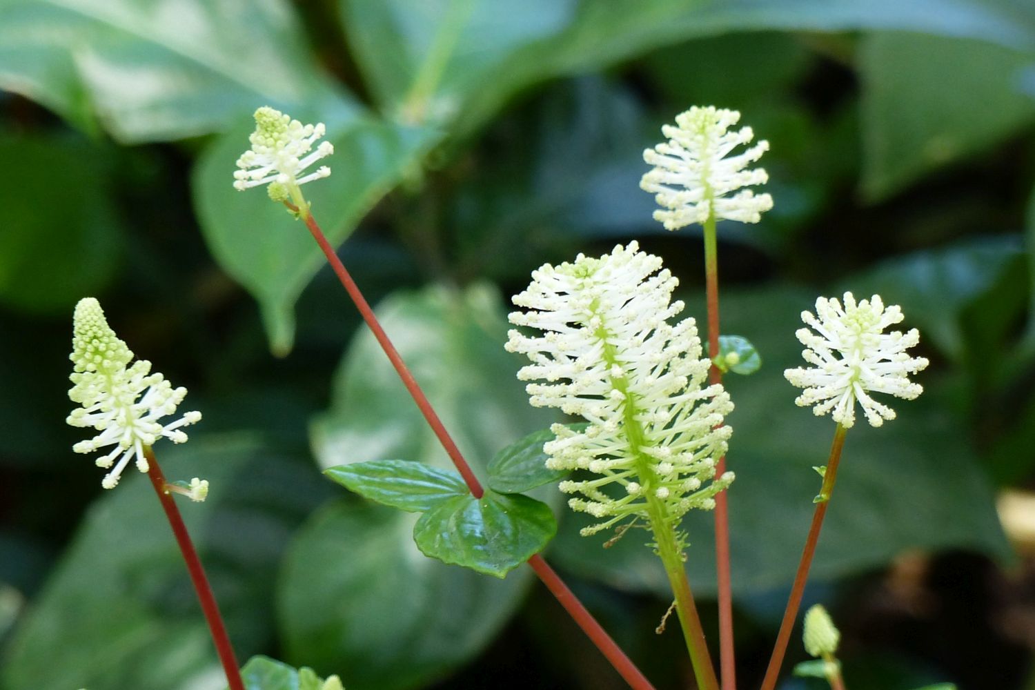 Peperomia: how to grow, care for & propagate - Plantura