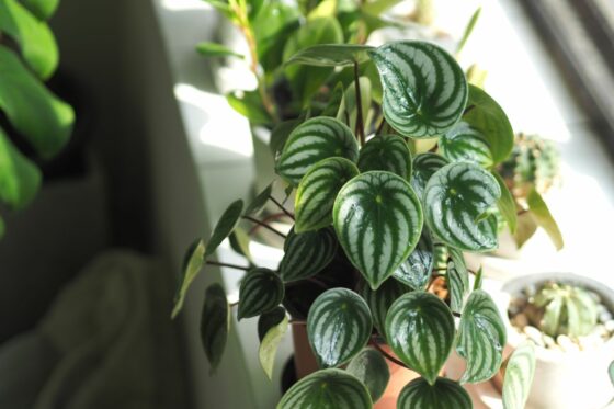 Peperomia types: the most beautiful varieties
