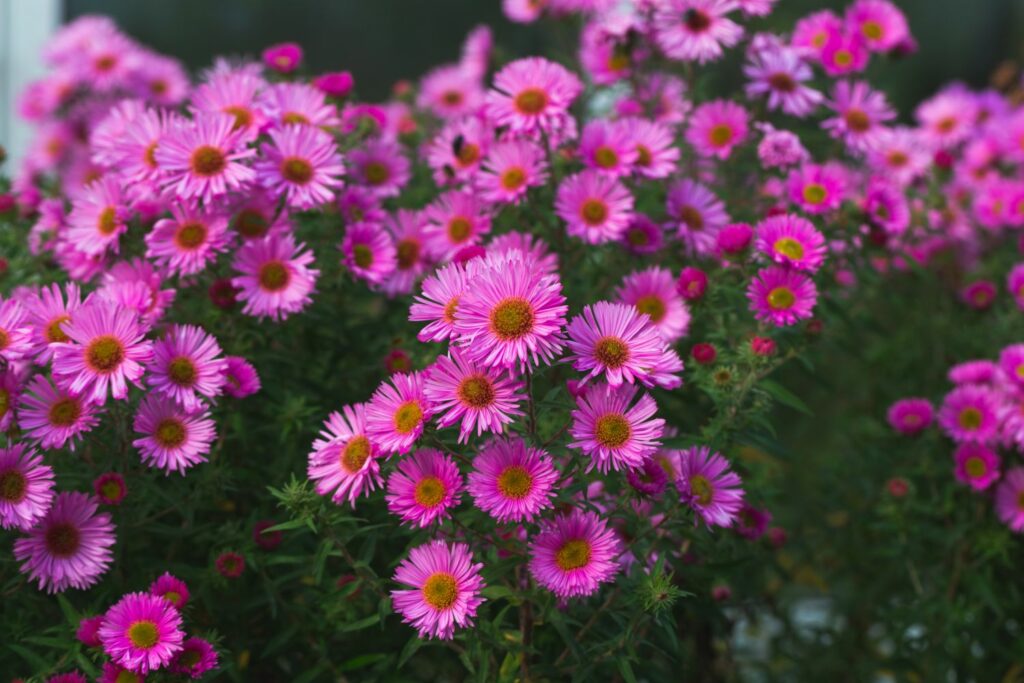 bright pink autumn asters blooming