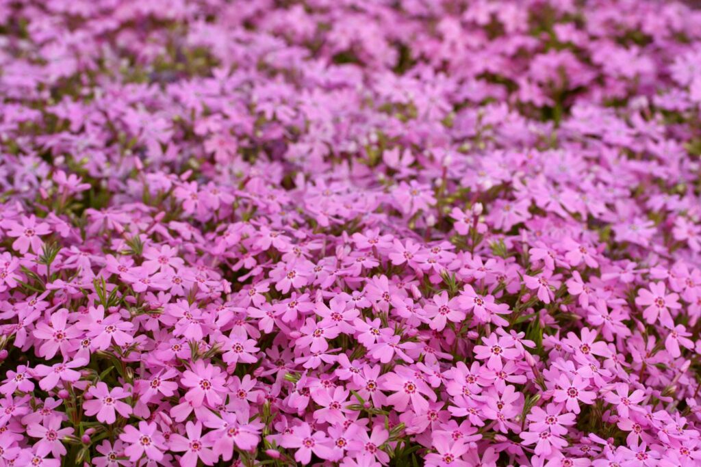 The pink flowers of the moss phlox