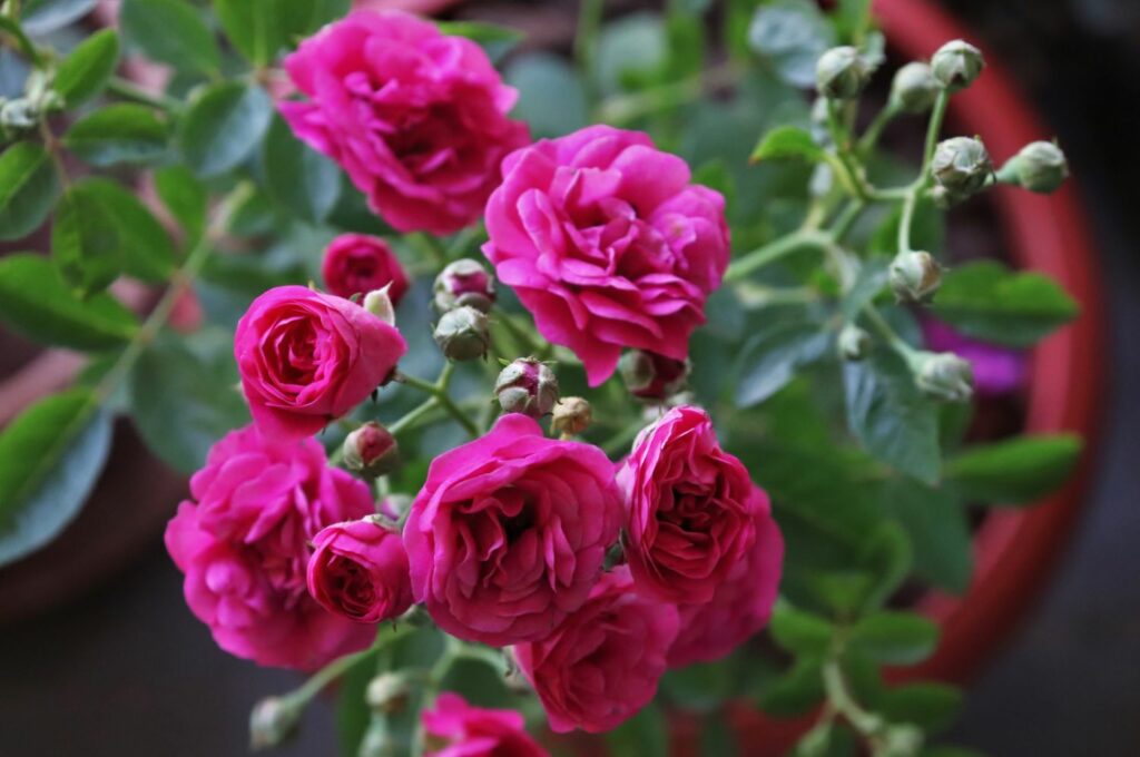 Deep pink roses in pots