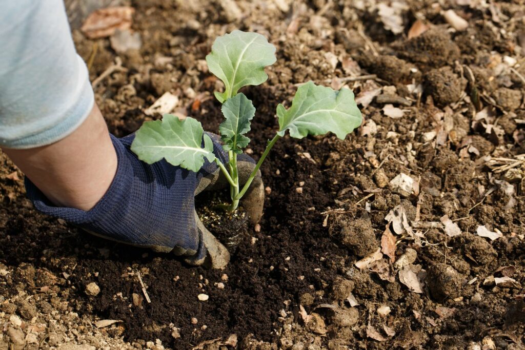 Person planting broccoli plant