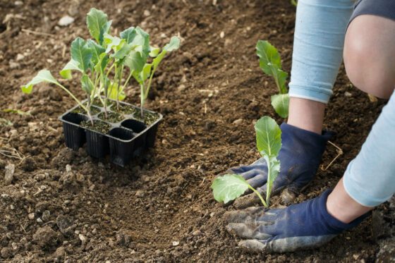 Growing cauliflower: where, how & the best companion plants