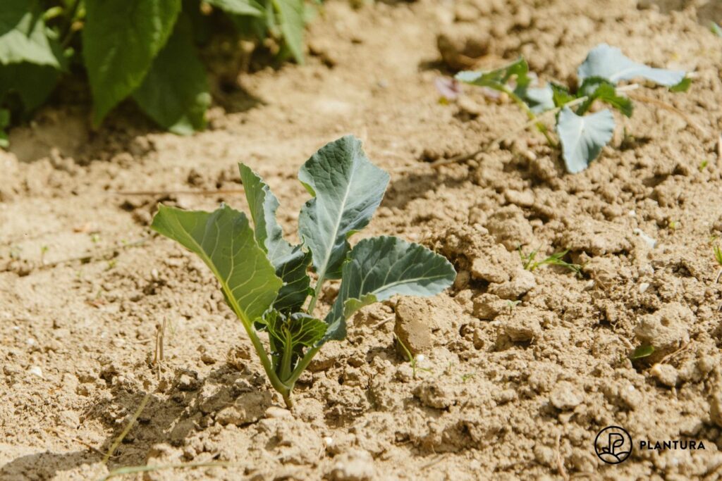 Cauliflower seedlings in soil