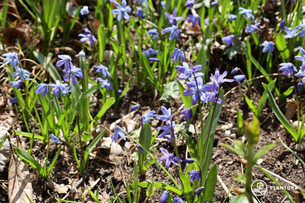 Scilla flowers on the forest floor