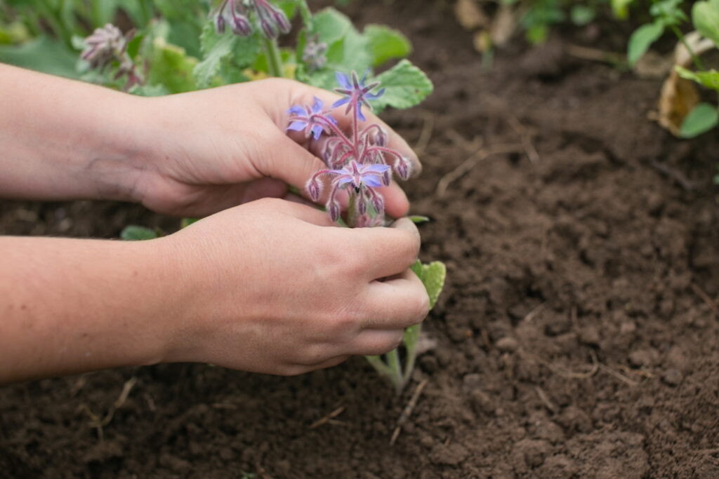 planting young flowering borage plant