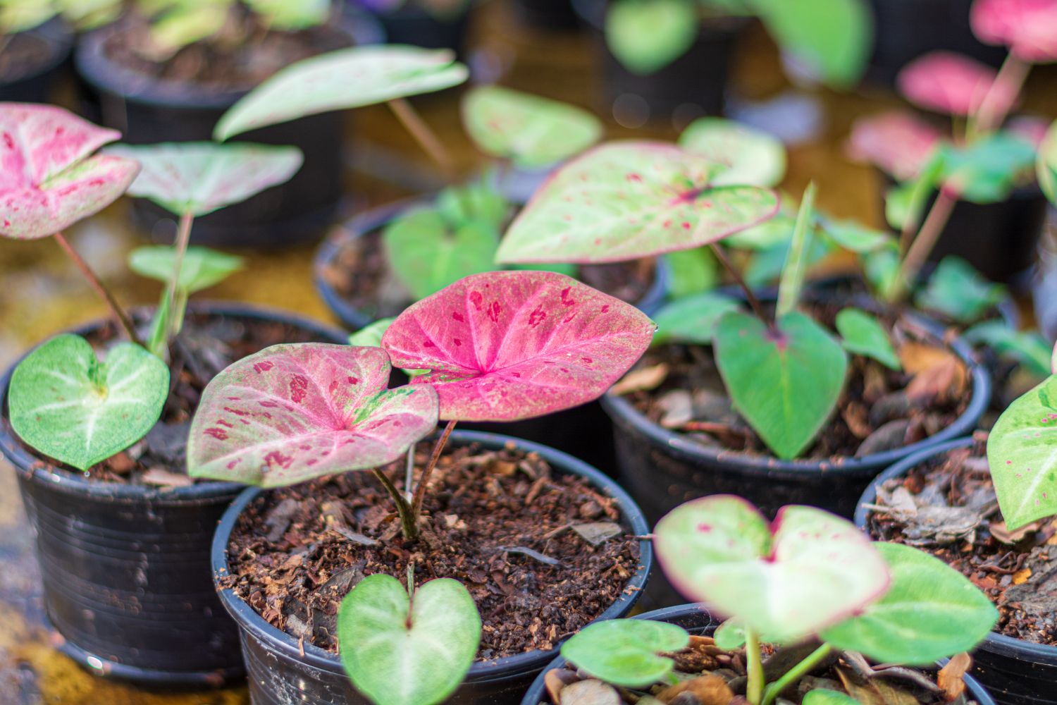 Caladium leaves, care & cultivation Plantura
