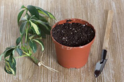Umbrella plant propagation: how to grow your own