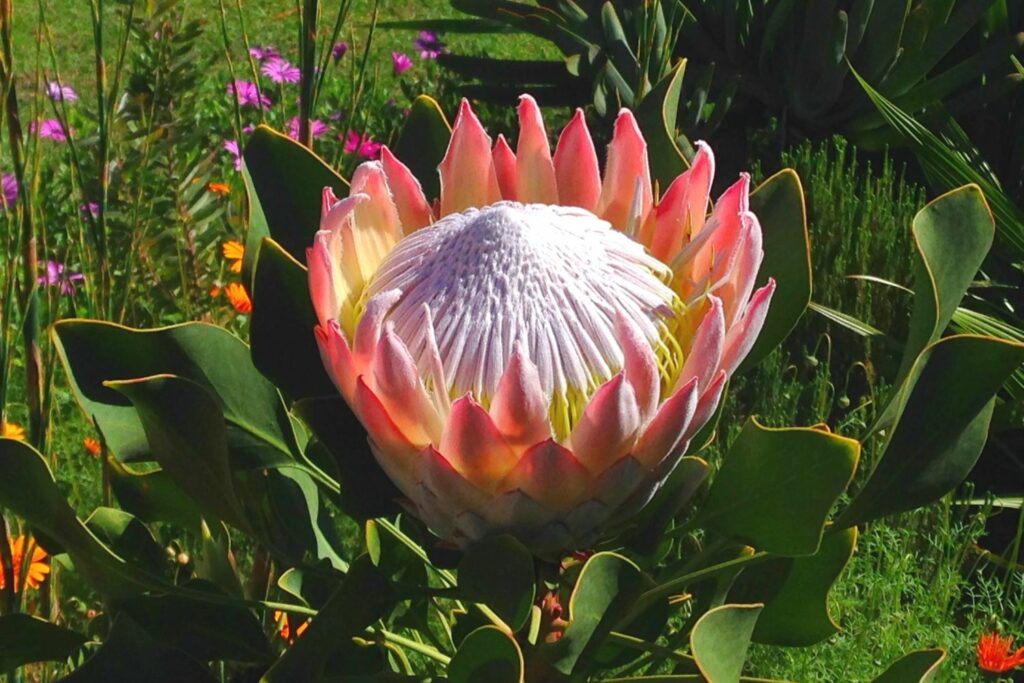 A colourful Protea in the garden