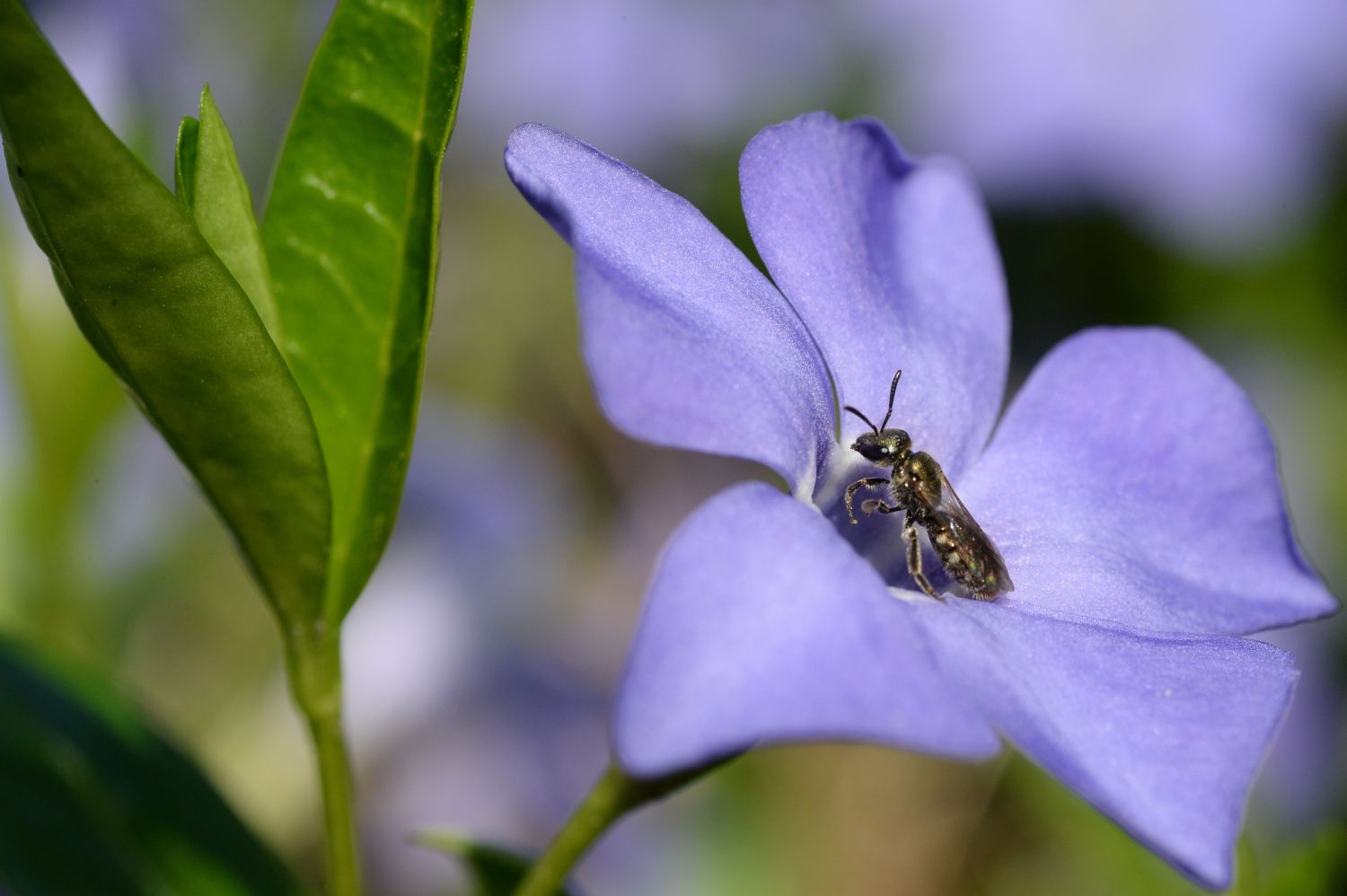 Top 15 Bee Friendly Ground Cover Plants Plantura 0286