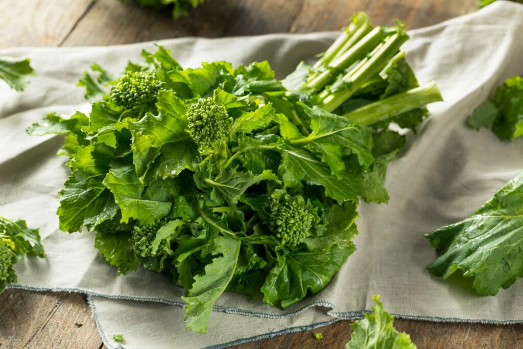 Raw, freshly harvested broccoli ready for cooking