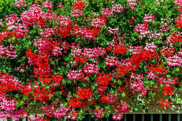 Hanging plants for the balcony: our top 13 - Plantura