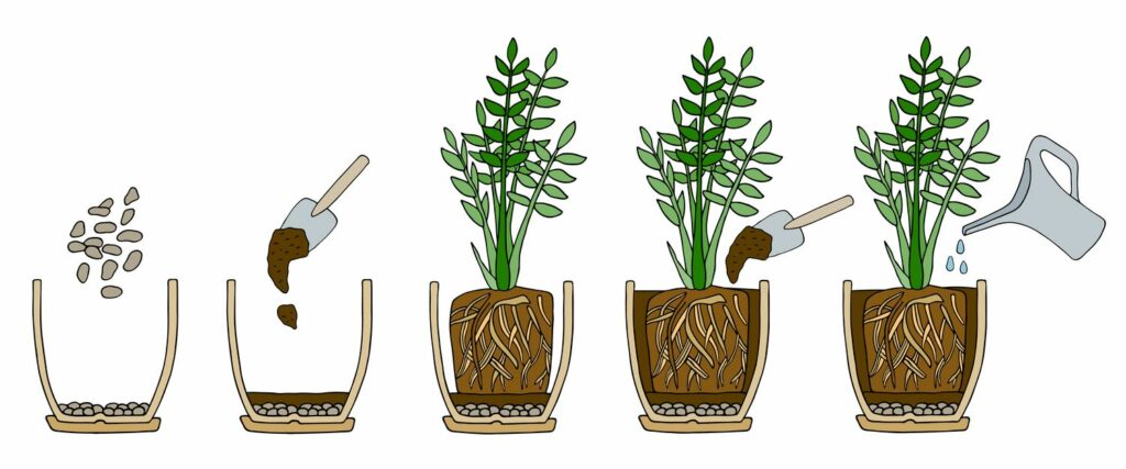 Repotting houseplants step-by-step diagram