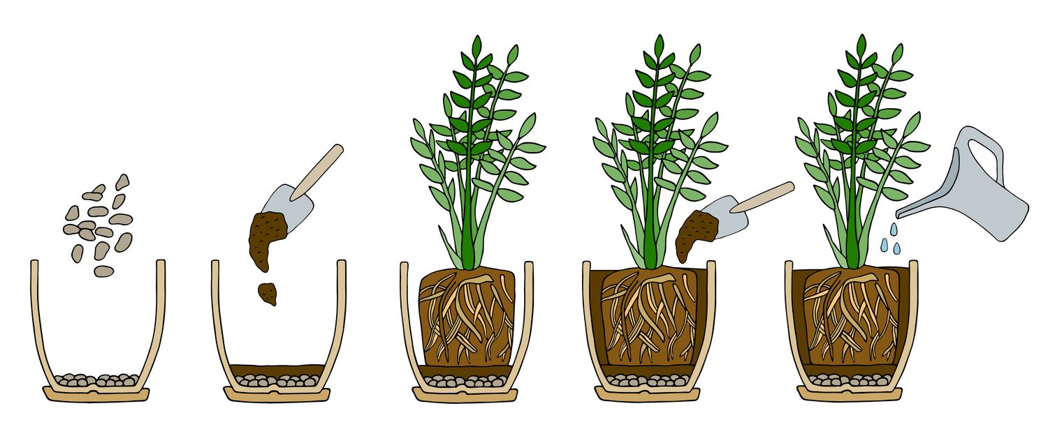 Repotting houseplants how & when Plantura