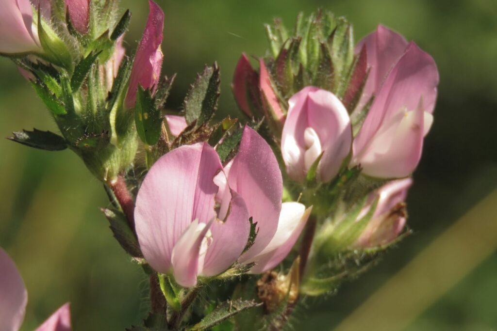 close up pink restharrow flowers 